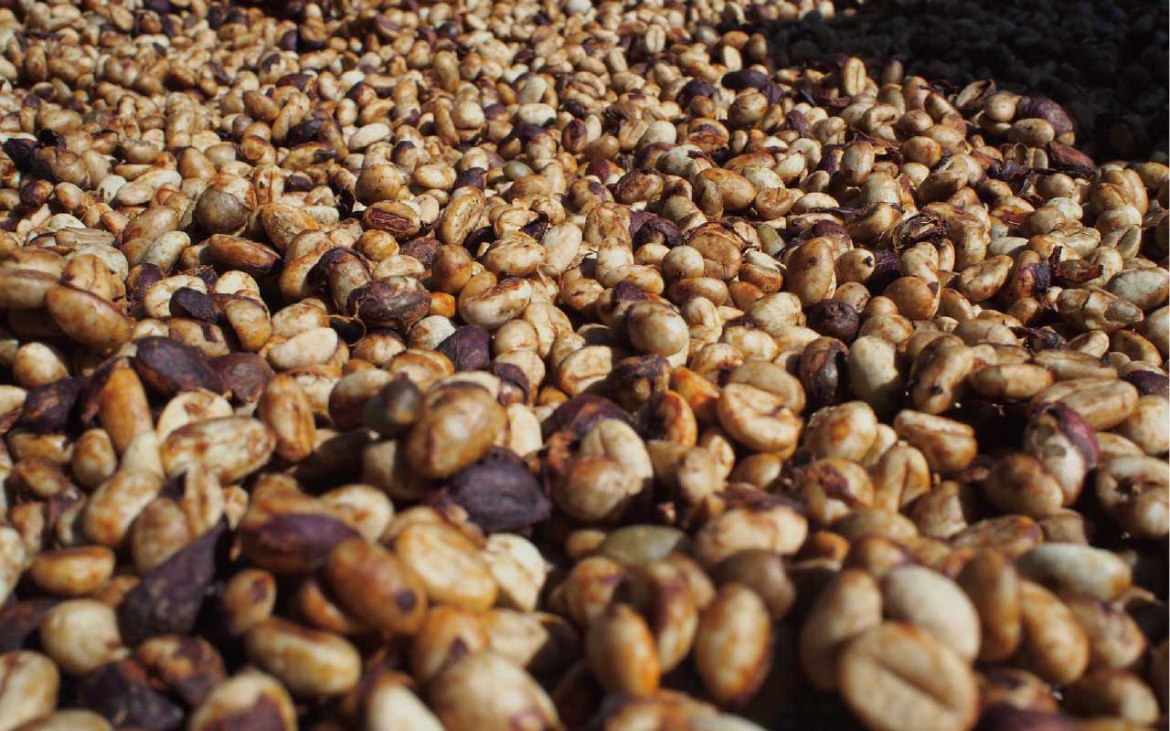 處理法: 紅蜜處理